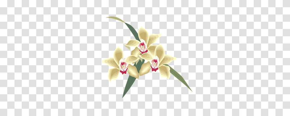 Flower Plant, Blossom, Orchid Transparent Png