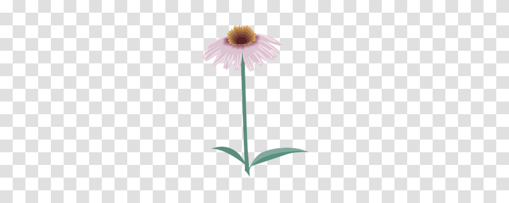 Flower Plant, Blossom, Daisy, Daisies Transparent Png