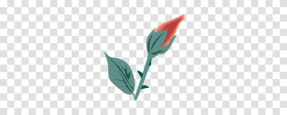 Flower Bud, Sprout, Plant, Blossom Transparent Png