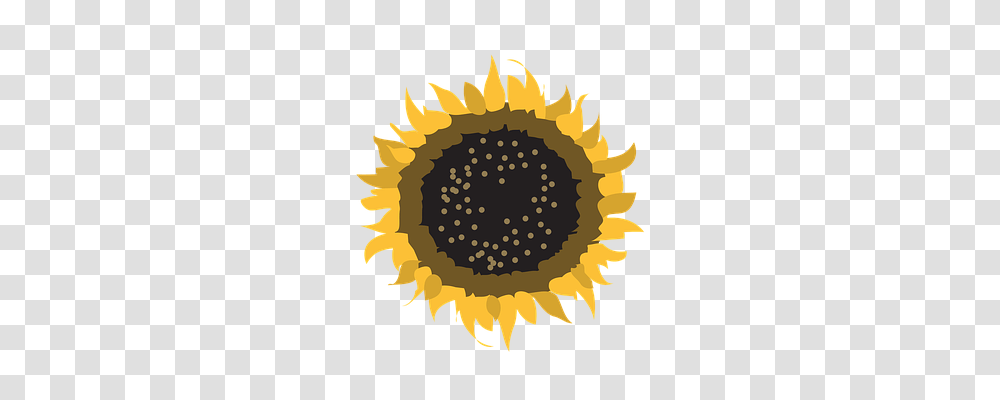 Flower Plant, Sunflower, Blossom, Nature Transparent Png