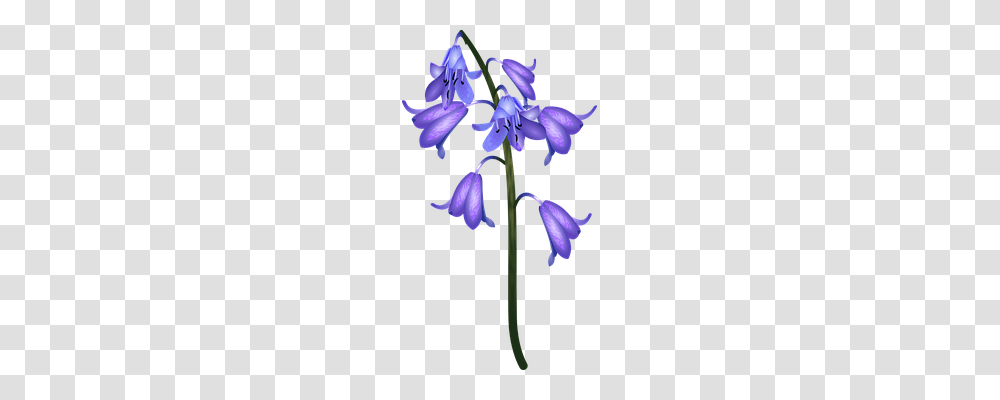 Flower Nature, Plant, Blossom, Iris Transparent Png