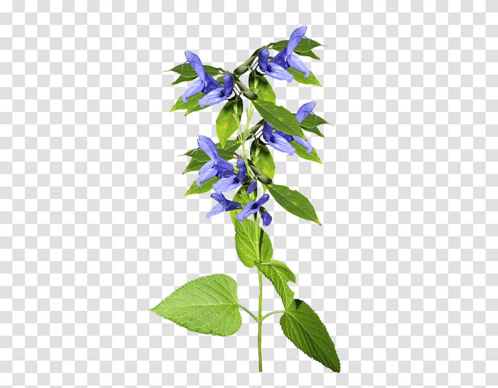 Flower 960, Acanthaceae, Plant, Blossom Transparent Png