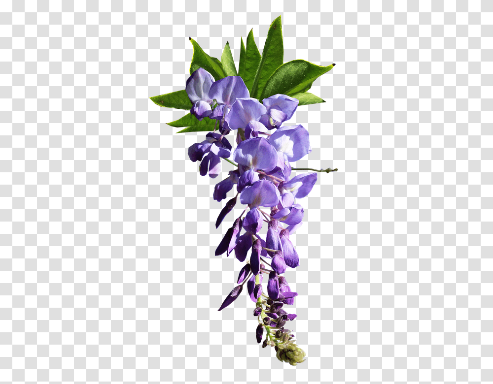 Flower 960, Plant, Iris, Geranium, Lupin Transparent Png