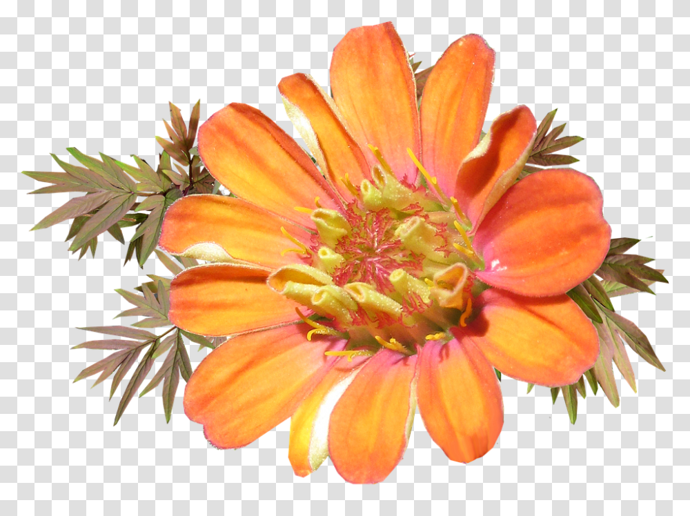 Flower 960, Plant, Pollen, Blossom, Daisy Transparent Png