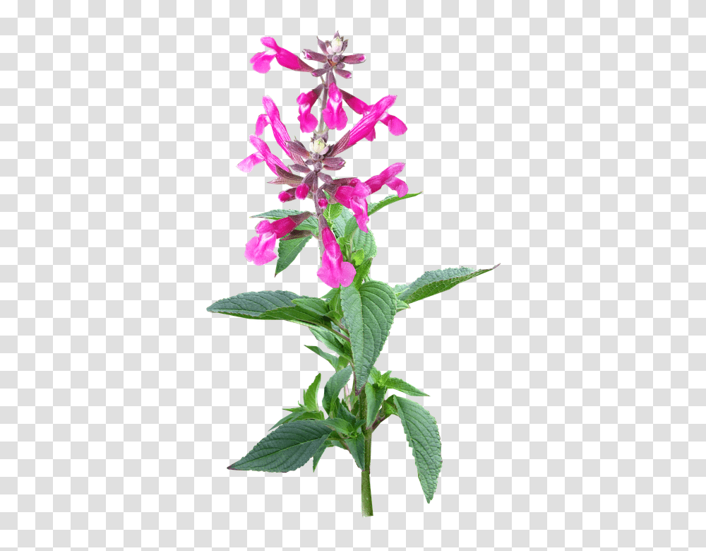 Flower 960, Plant, Blossom, Acanthaceae, Orchid Transparent Png