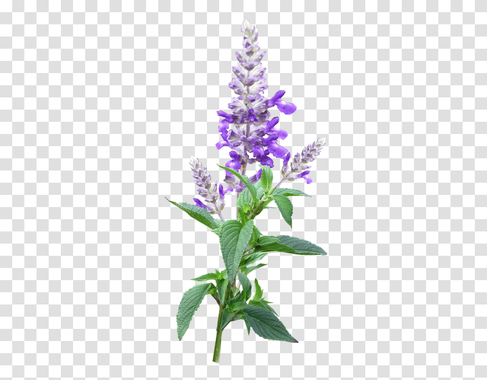 Flower 960, Plant, Blossom, Lupin, Lavender Transparent Png