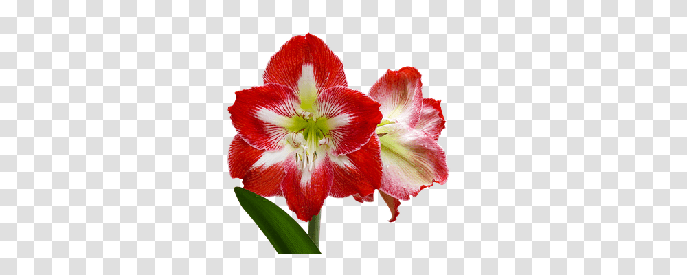 Flower Nature, Plant, Amaryllis, Blossom Transparent Png
