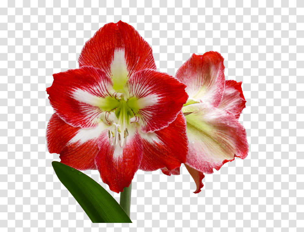 Flower Nature, Plant, Blossom, Amaryllis Transparent Png