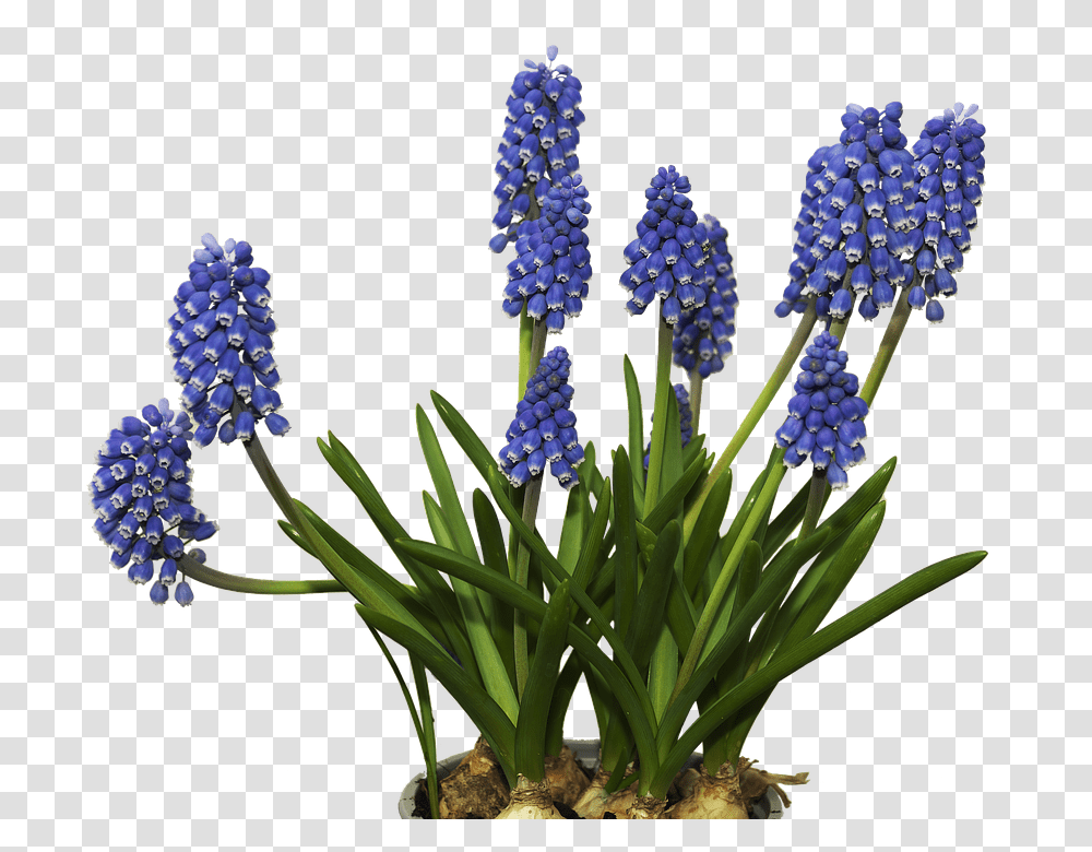 Flower 960, Plant, Blossom, Lupin, Iris Transparent Png