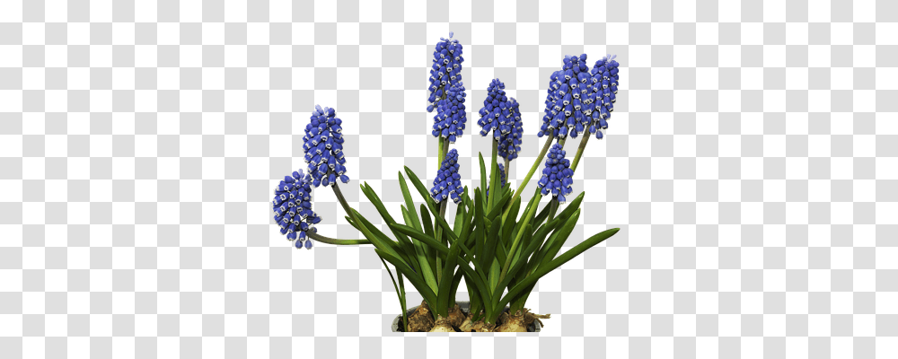 Flower Technology, Plant, Blossom, Lupin Transparent Png