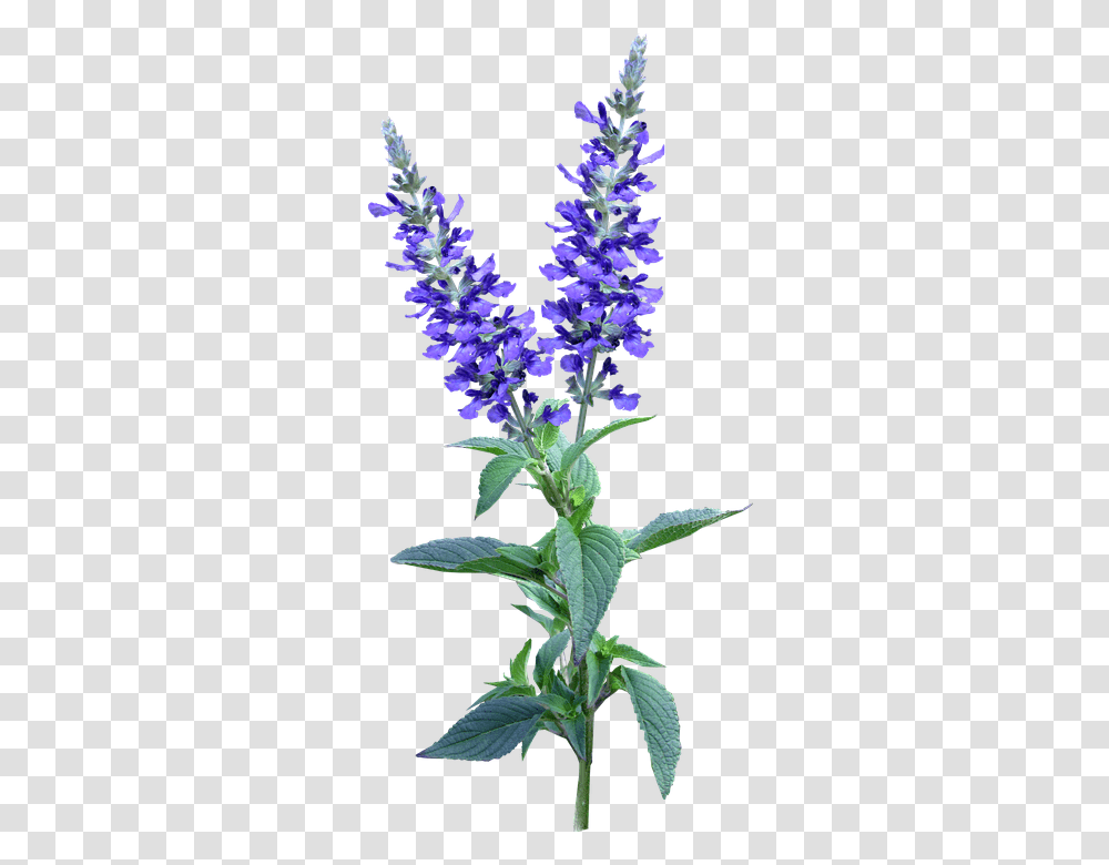 Flower 960, Plant, Blossom, Lupin, Acanthaceae Transparent Png