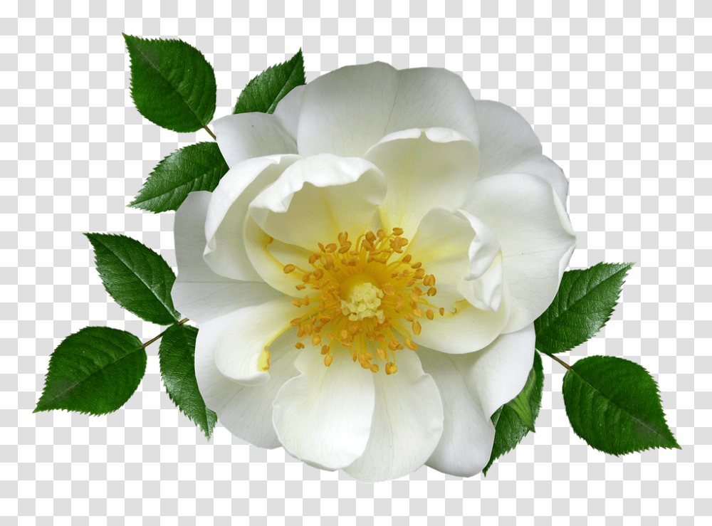 Flower 960, Plant, Rose, Blossom, Pollen Transparent Png