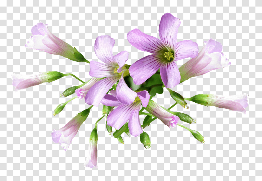 Flower 960, Plant, Blossom, Petal, Amaryllidaceae Transparent Png