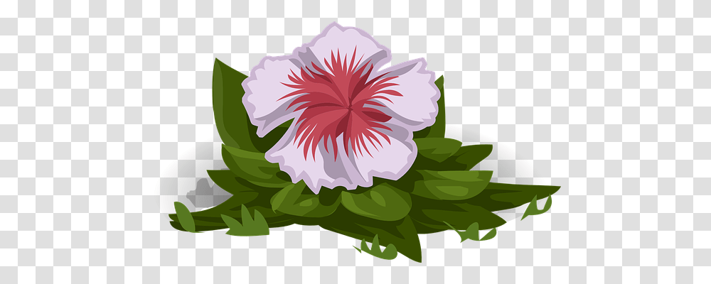 Flower Nature, Plant, Hibiscus, Blossom Transparent Png