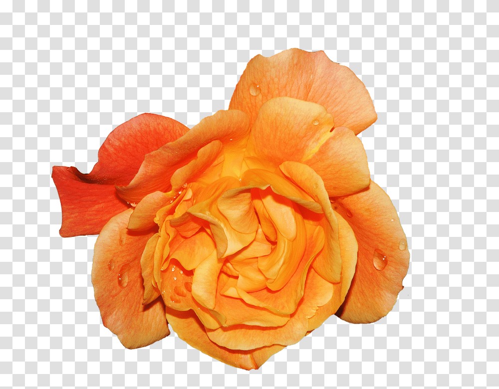 Flower 960, Rose, Plant, Blossom, Petal Transparent Png