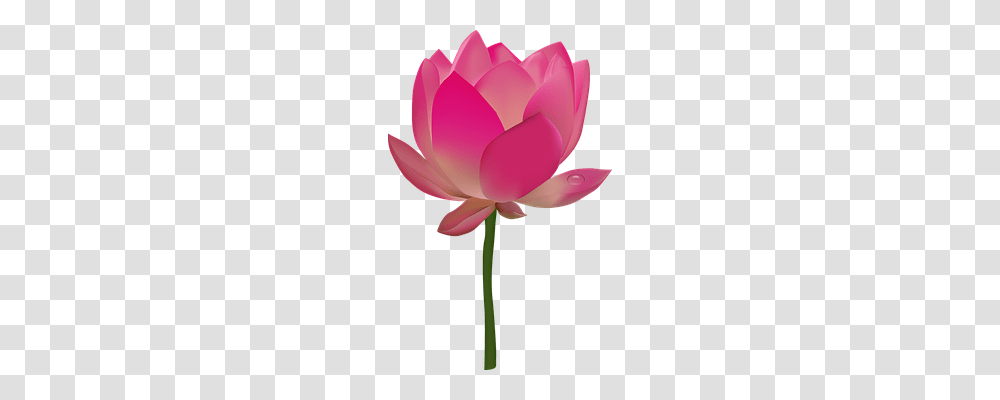 Flower Nature, Plant, Lily, Blossom Transparent Png