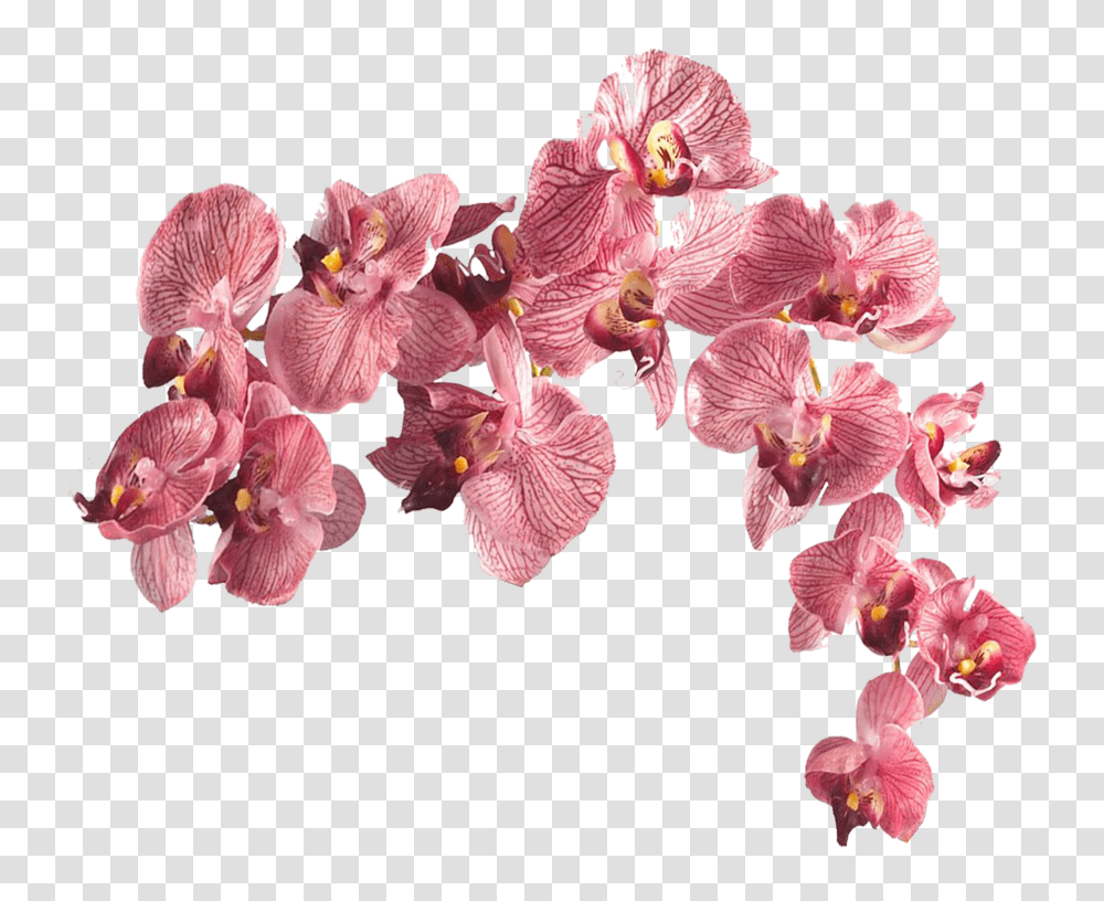 Flower Aesthetic Flowers Aesthetic, Plant, Blossom, Petal, Orchid Transparent Png