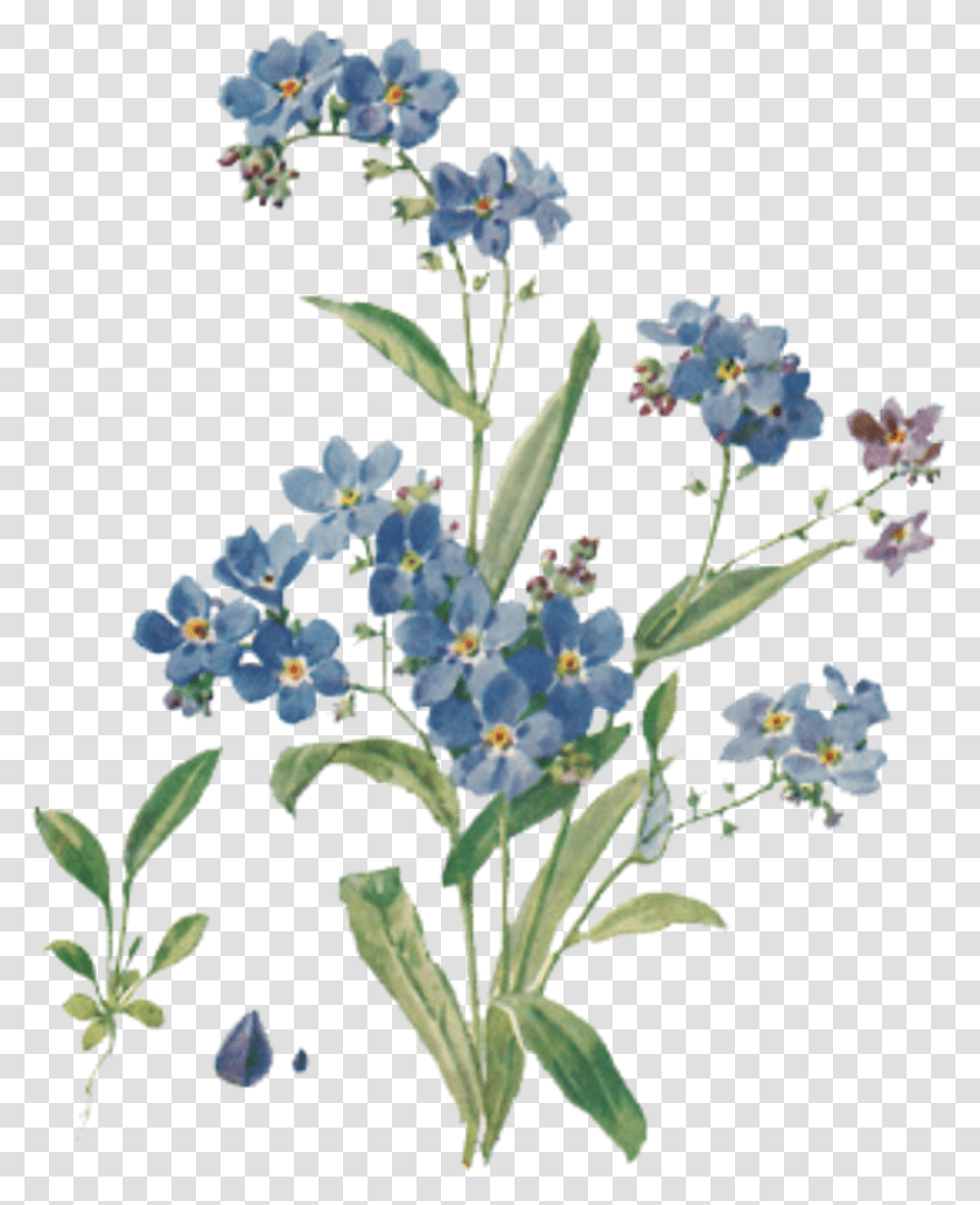 Flower Aesthetic Forget Me Not, Plant, Floral Design, Pattern, Graphics Transparent Png