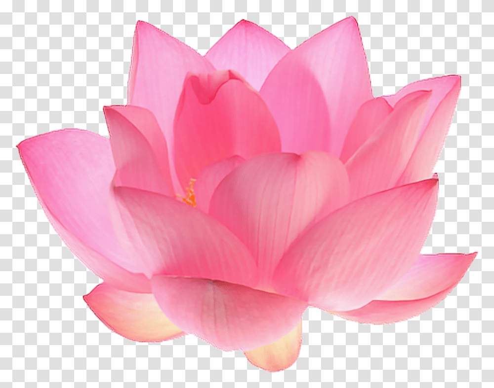 Flower Aesthetic Kayaflower Co Aesthetic Flowers Pink, Rose, Plant, Petal, Dahlia Transparent Png