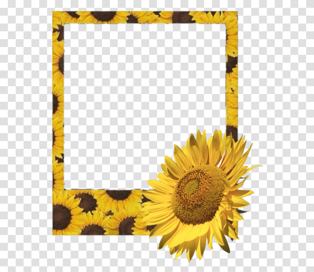 Flower Aesthetic Yellow Polaroid Frame, Plant, Blossom, Sunflower, Bird Transparent Png