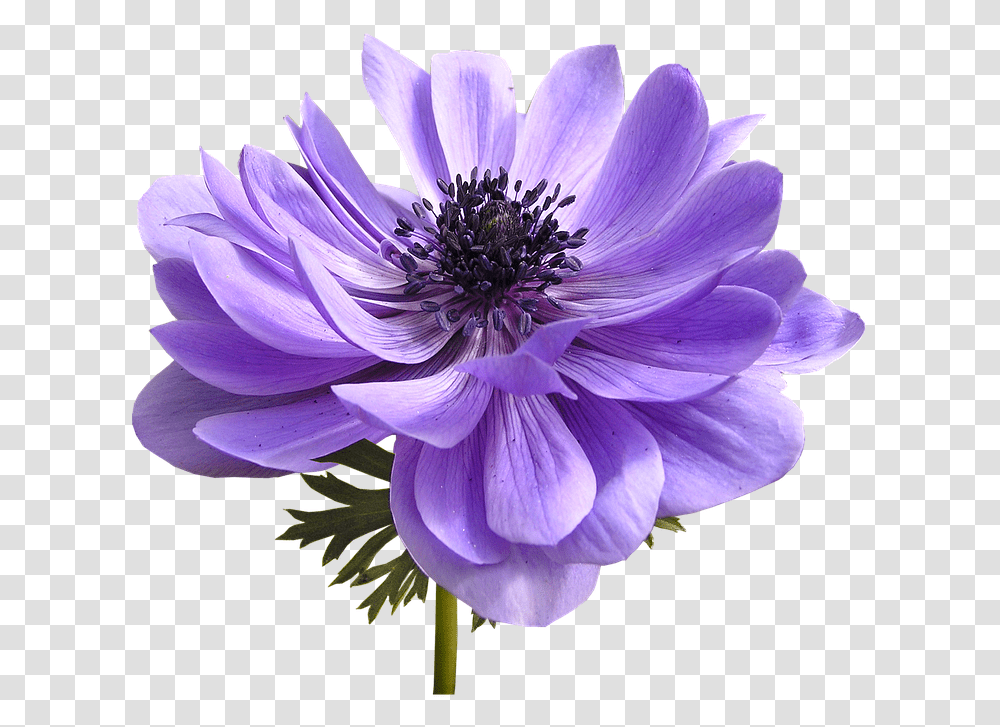 Flower Anemone Cut Out, Pollen, Plant, Blossom, Anther Transparent Png