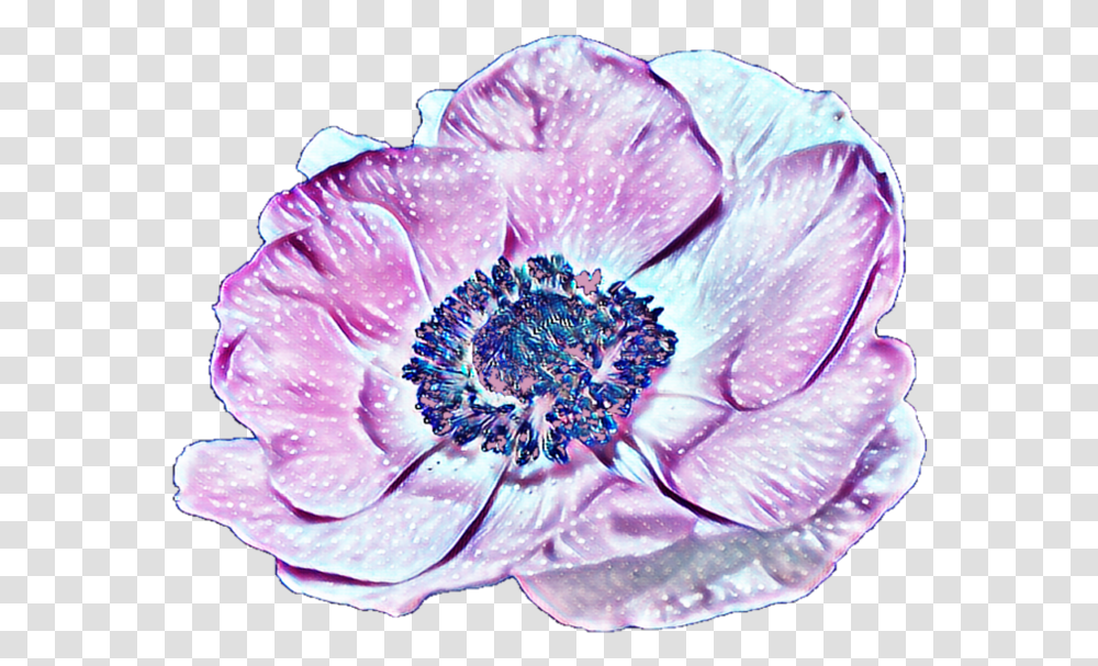 Flower Anemone, Plant, Blossom, Pollen, Geranium Transparent Png