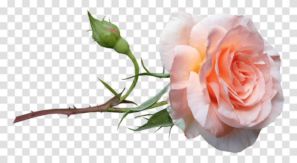Flower Apricot Rose Free Photo On Pixabay Garden Roses, Plant, Blossom, Geranium, Petal Transparent Png