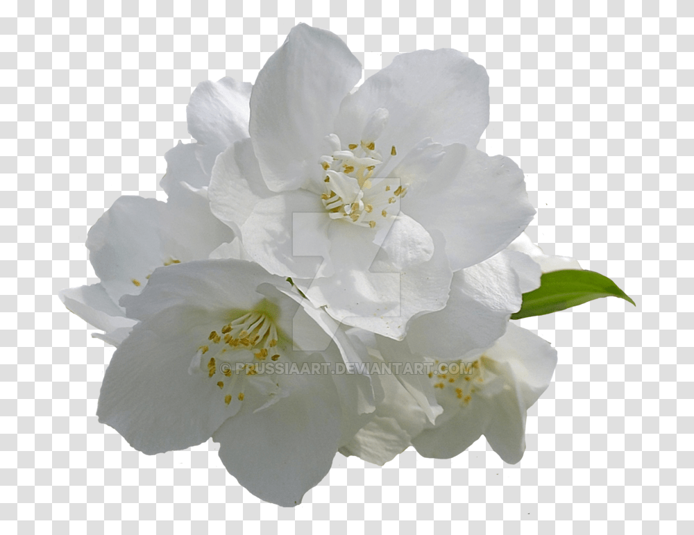 Flower Arabian Jasmine Desktop Wallpaper Clip Art Jasmine Flower Background, Plant, Blossom, Rose, Geranium Transparent Png