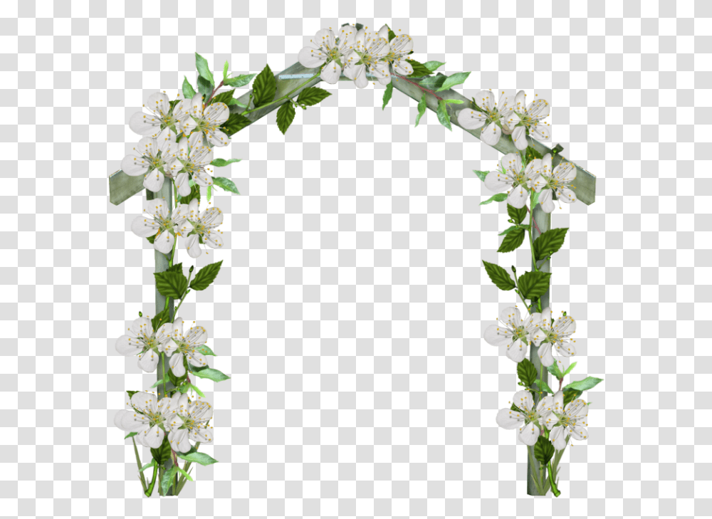 Flower Arch, Plant, Blossom, Petal, Apiaceae Transparent Png