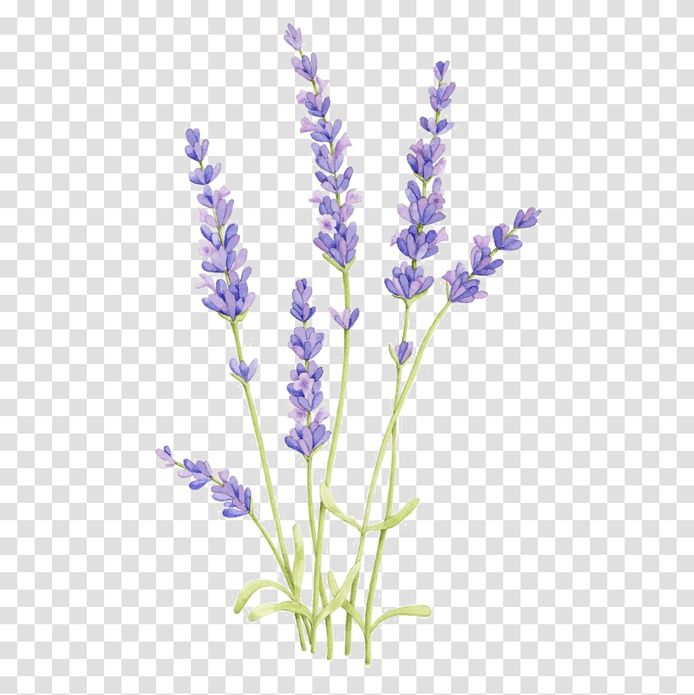 Flower Arrangement Lavender Plant Drawing, Chandelier, Lamp, Blossom Transparent Png