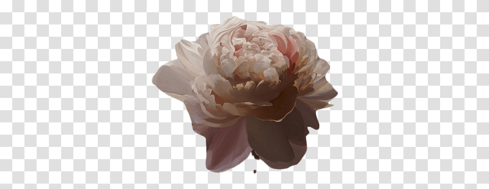 Flower Art Image Brown Aesthetic, Plant, Blossom, Peony, Rose Transparent Png