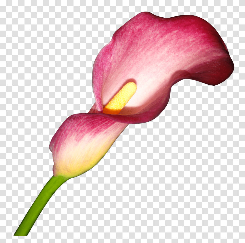 Flower Arum Lily Arum Lilies Clip Art, Plant, Blossom, Petal, Bird Transparent Png