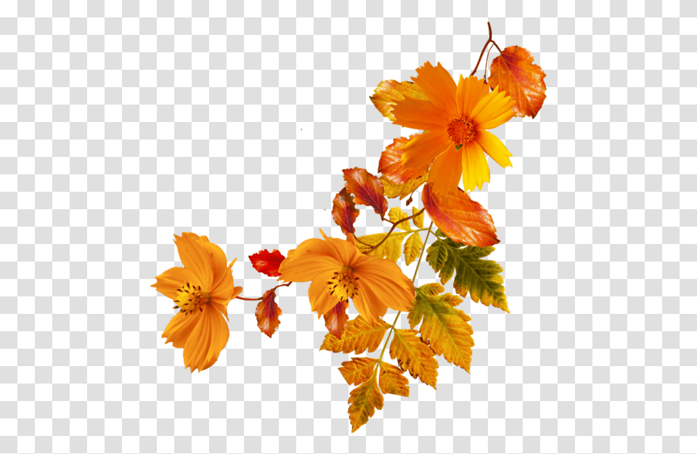 Flower Autumn Clip Art Orange Flowers Download 600 Background Orange Flowers Clipart, Plant, Blossom, Petal, Daisy Transparent Png