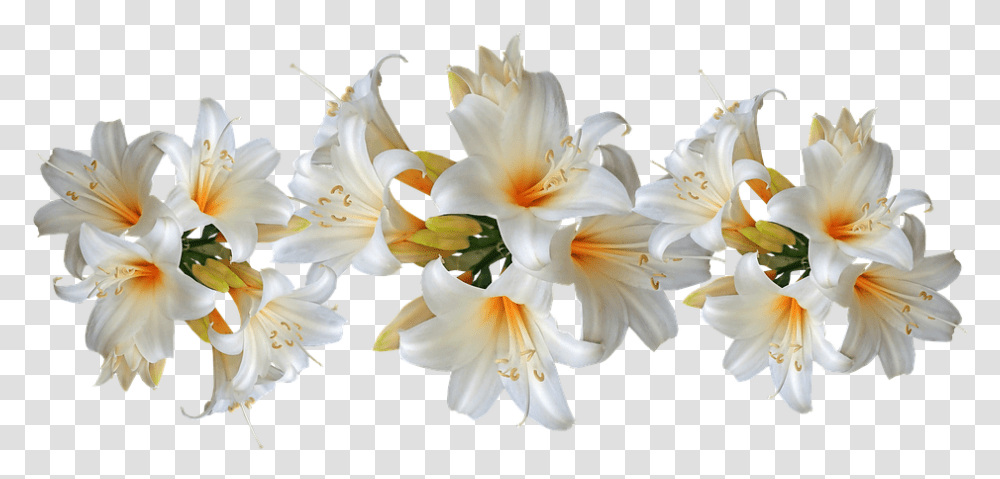 Flower Available For Anything And Anyone Easter Lilies Clip Art, Plant, Blossom, Lily, Amaryllis Transparent Png