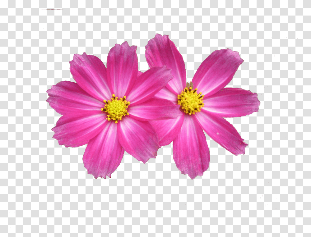 Flower Background Aster Flower Pink, Pollen, Plant, Blossom, Petal Transparent Png