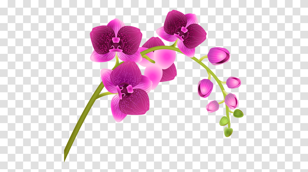 Flower Background Clipart Image Background Orchid Clip Art, Plant, Blossom, Geranium Transparent Png