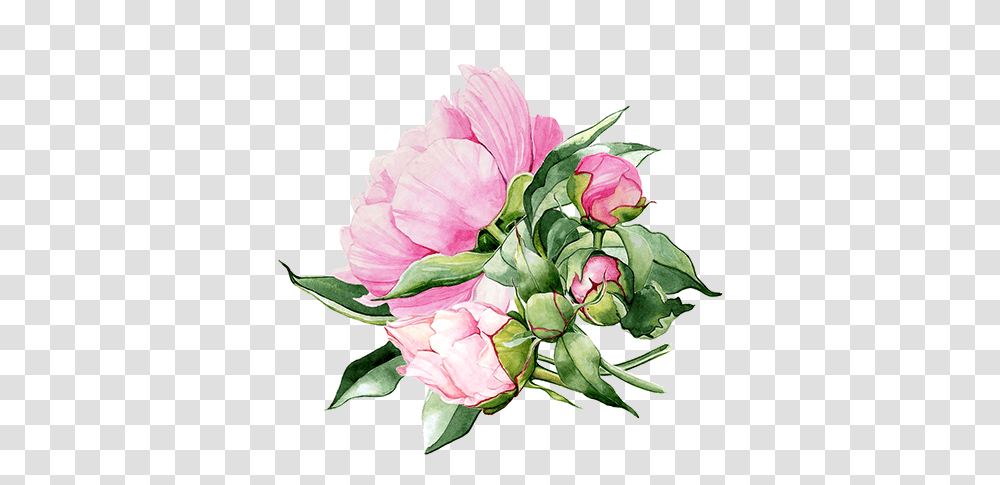 Flower Background Image Free, Plant, Blossom, Peony, Floral Design Transparent Png