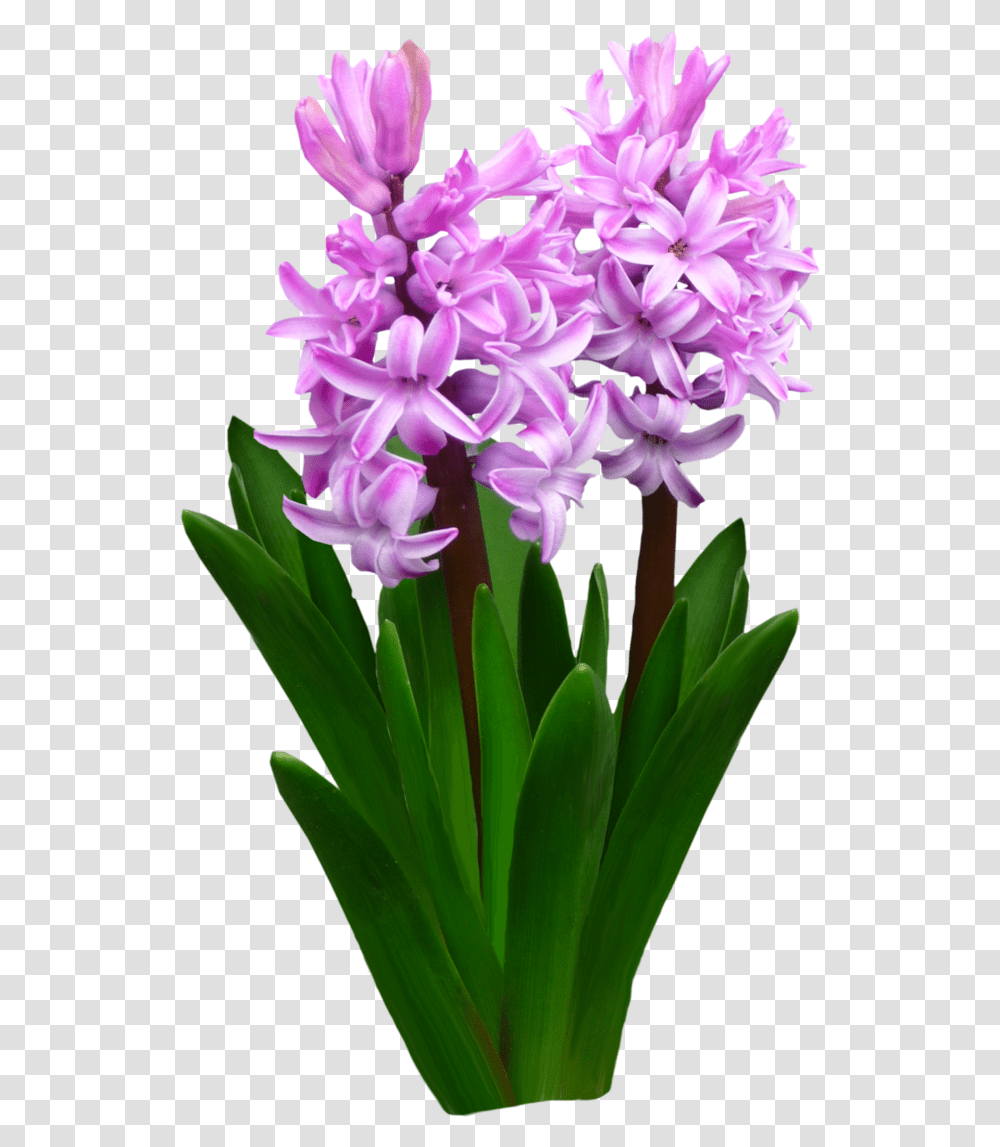 Flower Bed Clipart Image Free Download Flowers By Roula33 Hyacinth Flower Background, Plant, Amaryllidaceae, Iris, Petal Transparent Png