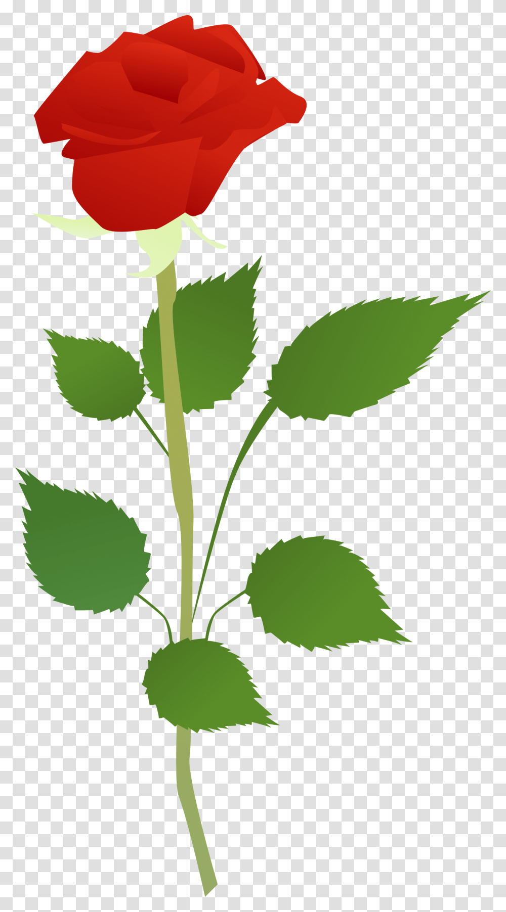 Flower Big Image Clip Art, Rose, Plant, Blossom, Leaf Transparent Png