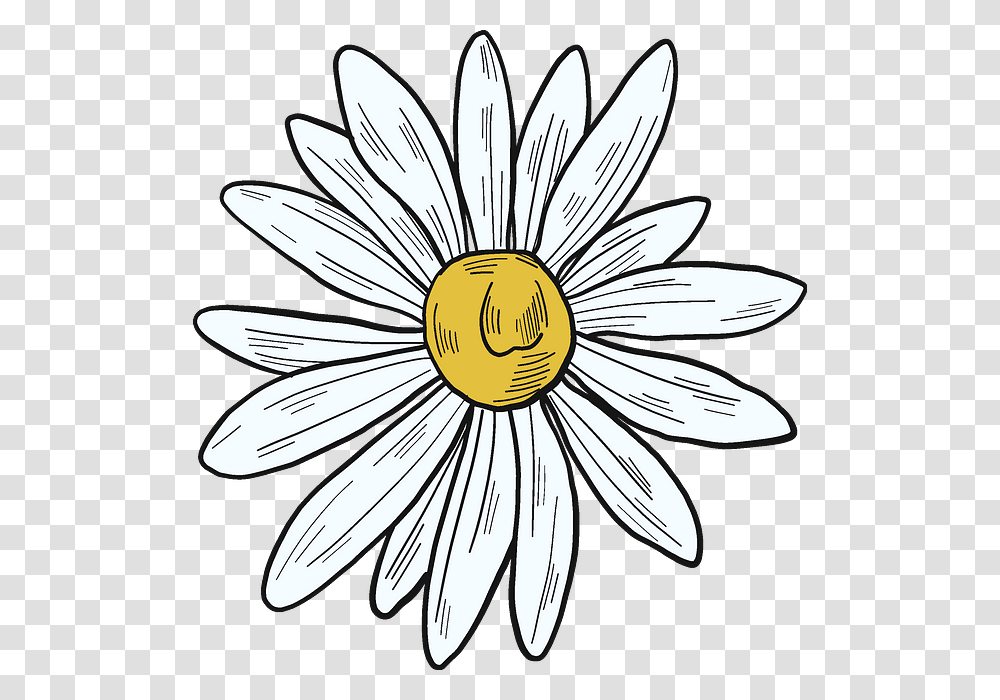 Flower Birds Eye View Drawing, Plant, Daisy, Daisies, Blossom Transparent Png