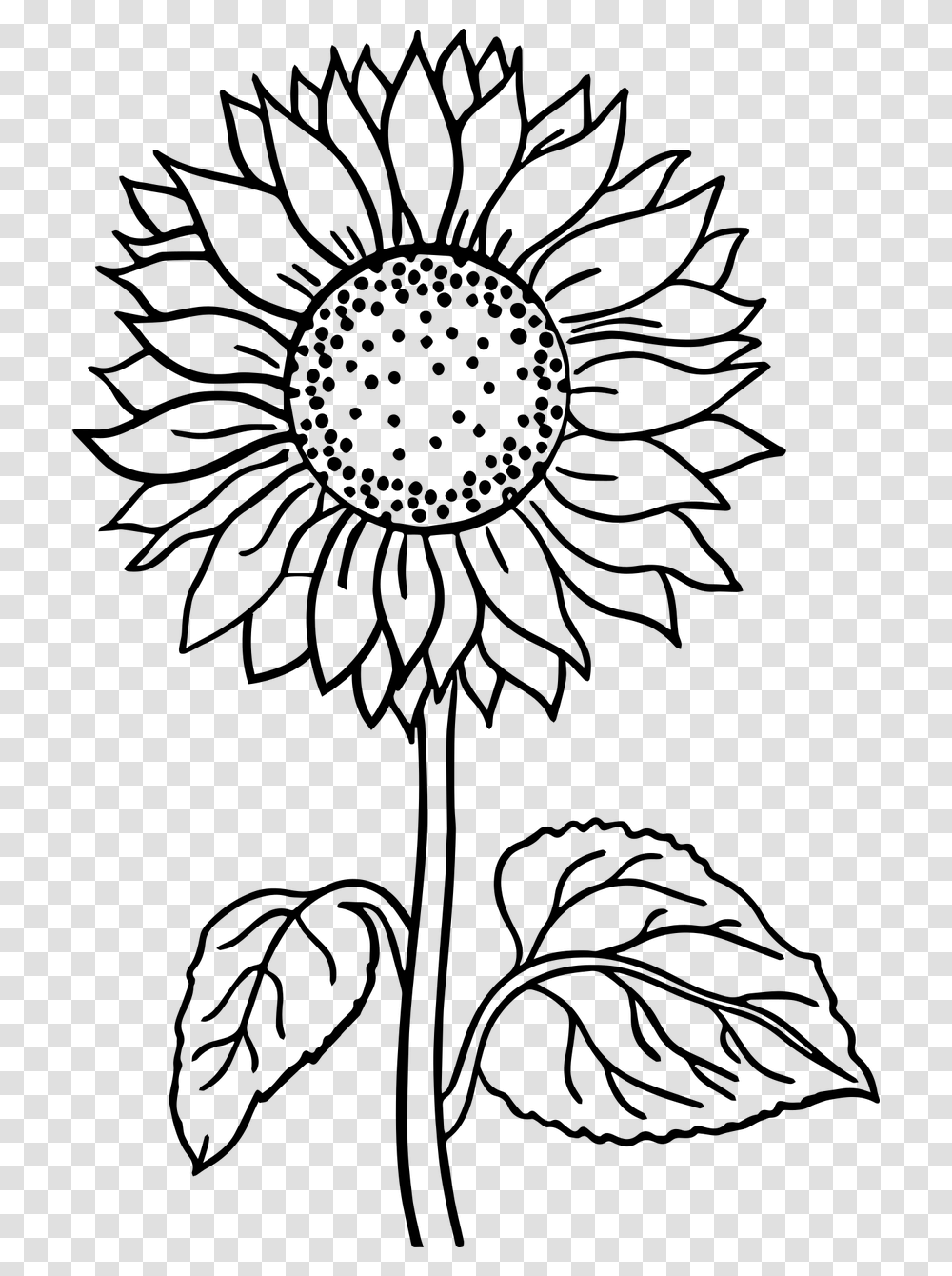 Flower Black And White Flower Line Art Free Photo, Gray, World Of Warcraft Transparent Png
