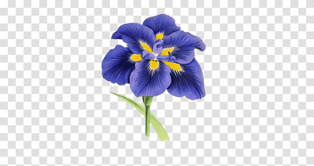 Flower Blossom Iris Art Free Stock Yellow And Purple Drawing, Plant, Petal, Pansy Transparent Png