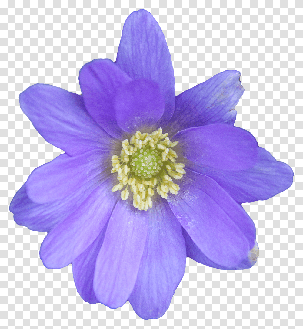 Flower Blue Anemone, Plant, Blossom, Anther, Pollen Transparent Png