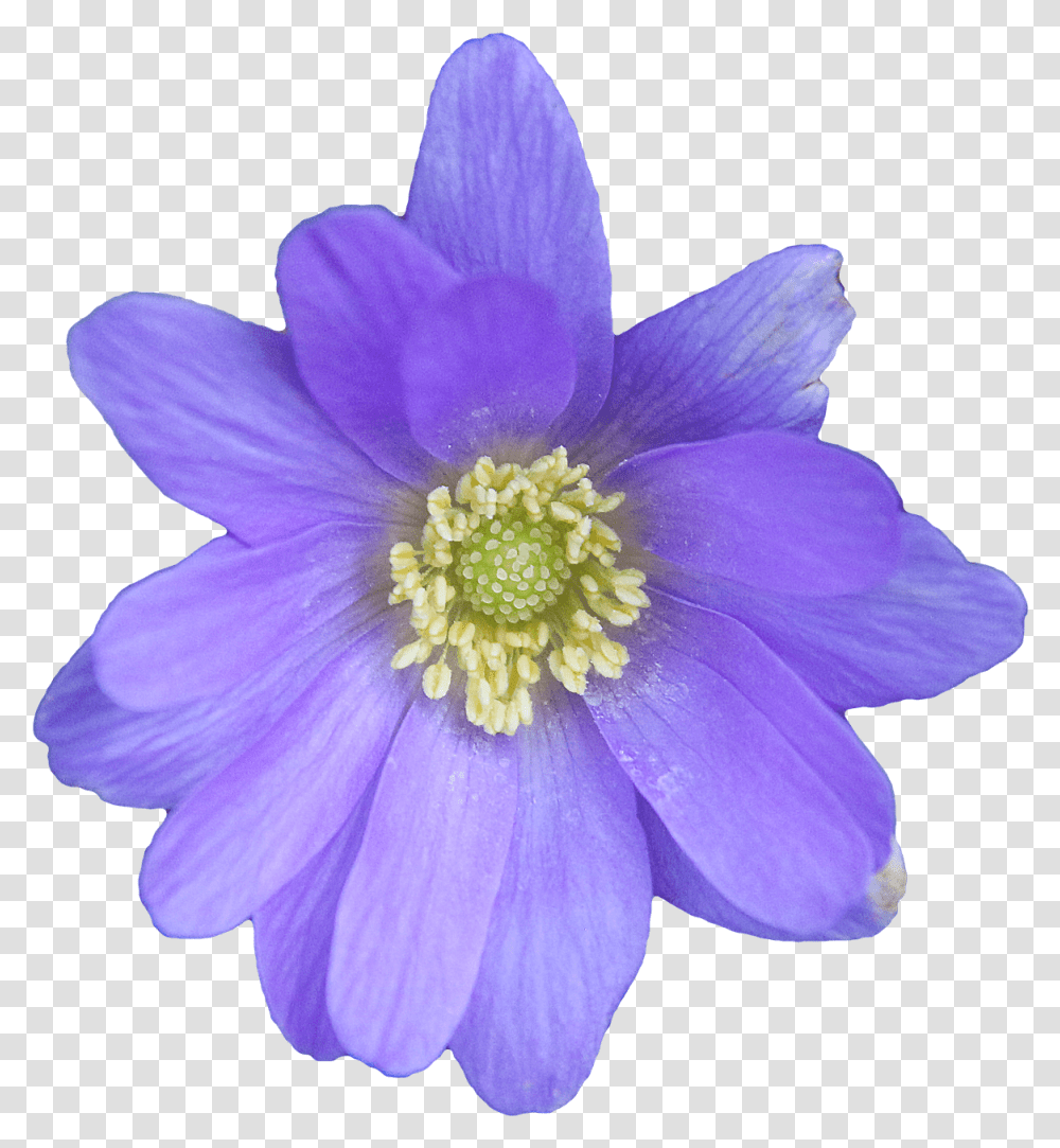 Flower Blue Blue Anemone, Plant, Blossom, Pollen, Anther Transparent Png