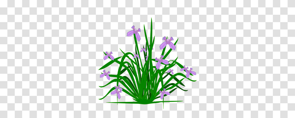 Flower Blue Borders And Frames Purple Plants, Iris, Blossom, Geranium, Amaryllidaceae Transparent Png