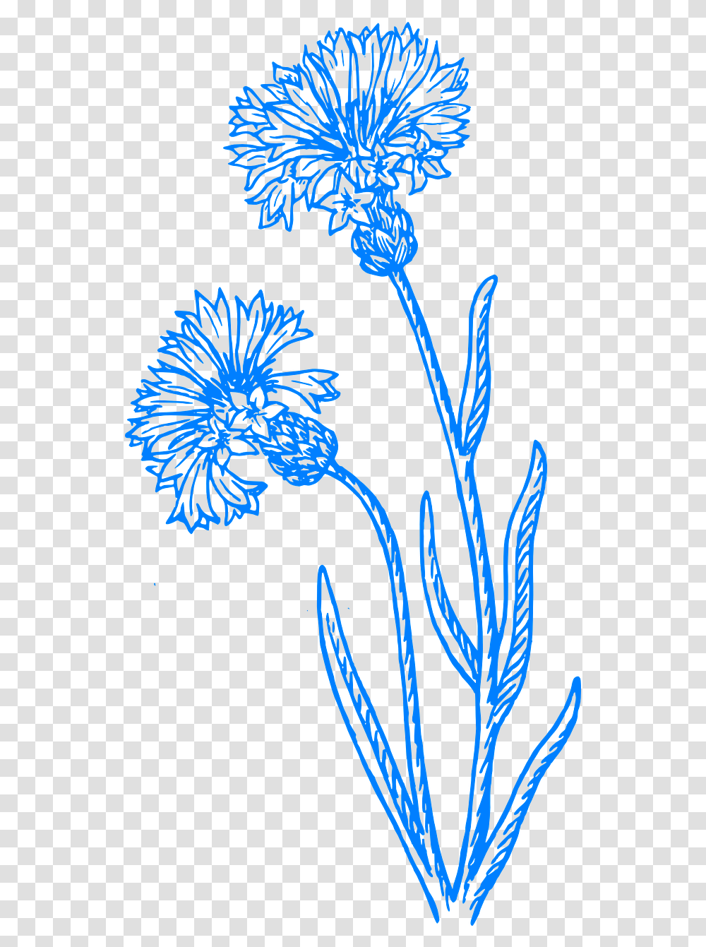 Flower Blue Flowers Cornflower Drawing, Nature, Outdoors, Pattern, Sea Transparent Png