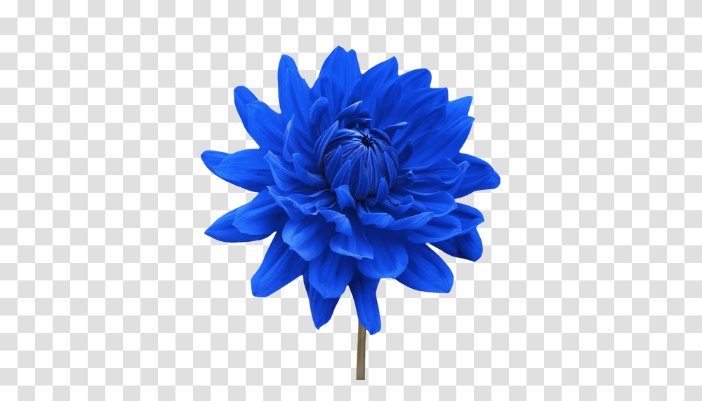 Flower Blue Image, Dahlia, Plant, Blossom, Paper Transparent Png