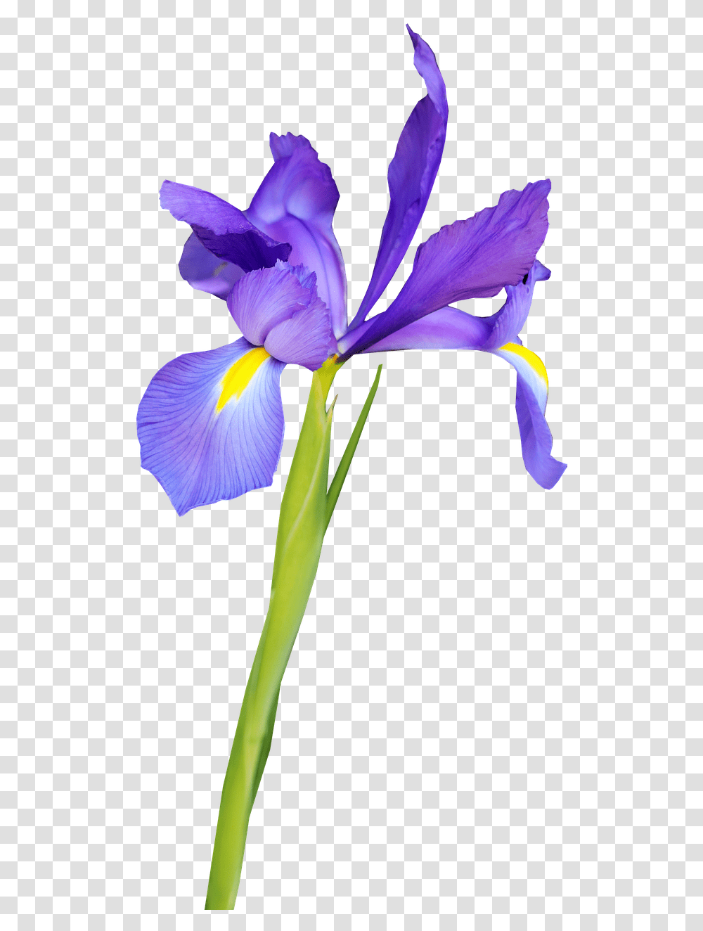 Flower Blue Iris Flor De Iris, Plant, Blossom, Petal, Bird Transparent Png
