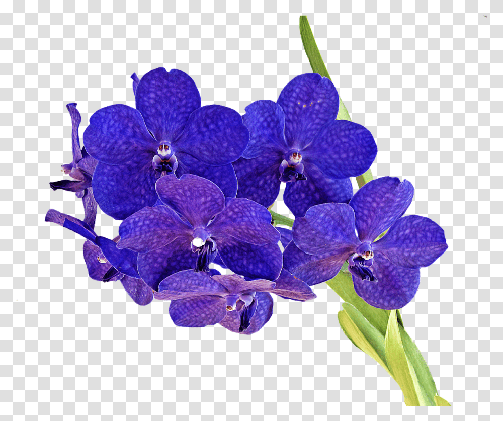 Flower Bokeh Orkit, Plant, Blossom, Iris, Geranium Transparent Png