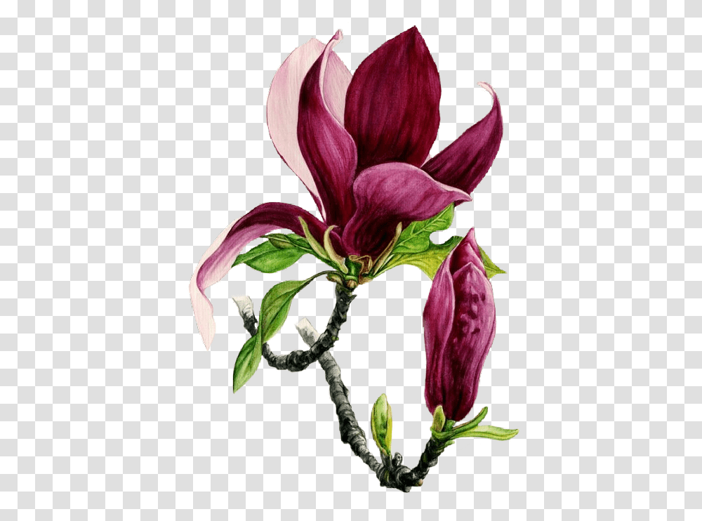 Flower Bordeaux Freetoedit Watercolor Painting, Plant, Blossom, Petal, Amaryllis Transparent Png